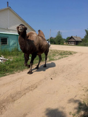 Кроме всех достропримечательностей и развалин у нас есть Яша)