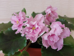 IMG20241025111652.jpg