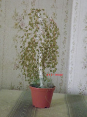 DSCF2333.JPG
