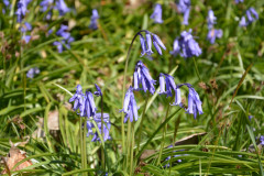 DSC_0514.JPG