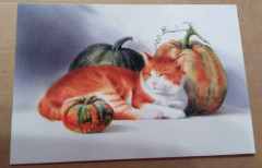 кот и тыквы.jpg