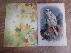 жанна м (Nisana) (8).jpg