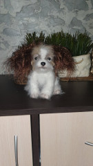 IMG-8037908a1b5a04723d6db9c3894a6044-V.jpg