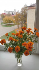 IMG_20261002_100923.jpg