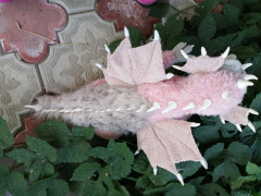 IMG_20201004_124633.jpg