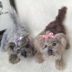 IMG_20220220_120846_454.jpg (299.43 КБ) 5004 просмотра Йорики связаны по мк Татьяны Коротких