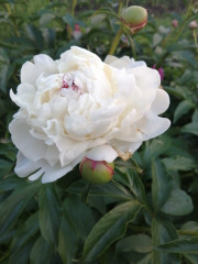 IMG-20210612-WA0027.jpeg (144.95 КБ) 6066 просмотров Цвети и пахни)