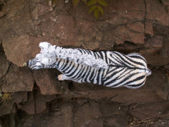 PICT0093.JPG