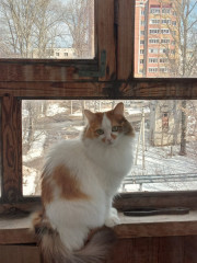 20220407_103354429.jpg (266.48 КБ) 11324 просмотра Это киса, которая живет у мамы