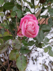IMG_20221209_132758.jpg
