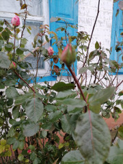 IMG_20221209_132805.jpg