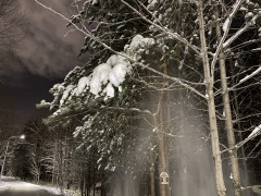 Снегопад с дерева
