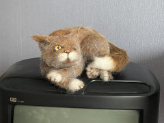 #кот Тимофей
