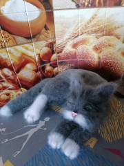 IMG_20230209_145514.jpg (257.15 КБ) 5922 просмотра #кот Тимофей