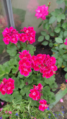 IMG_20220811_191506.jpg