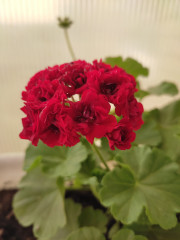 IMG_20210826_145839.jpg