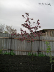 яблоня8.jpg