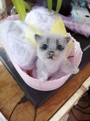 IMG_20220405_012029.jpg