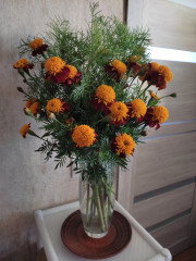 IMG_20231017_170531.jpg