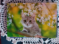 кот весенний.jpg