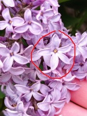 IMG_20240603_142317.jpg