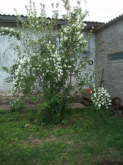 жас1.jpg