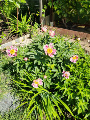 IMG-20240605-WA0004.jpg