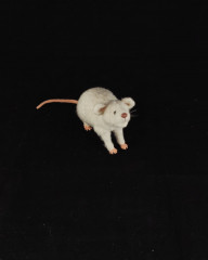 IMG_20240720_022519_682.jpg