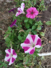 IMG_20240727_161011.jpg