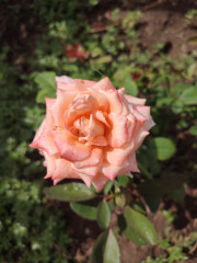 IMG_20240721_101928.jpg