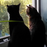 Аватара пользователя