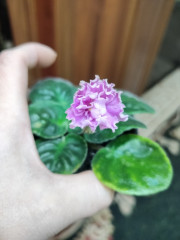 IMG20250210193940.jpg (118.32 КБ) 27425 просмотров Первое цветение)))