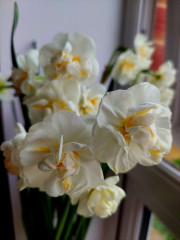 20250225_093340.jpg (146.18 КБ) 17633 просмотра А сейчас на окне вот такие отцветают :-) Тоже потом на клумбу пойдут :-)