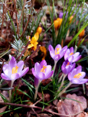 20250205_124618.jpg (265.12 КБ) 17633 просмотра А это на клумбе уже из высаженных в прошлые годы :-)