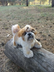 IMG_20211005_165234.jpg (214.02 КБ) 7047 просмотров Ши-тцу, связан по МК Татьяны Коротких.