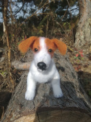 IMG_20200930_112253.jpg (149.41 КБ) 7046 просмотров Джек-Рассел, связан по МК Татьяны Коротких