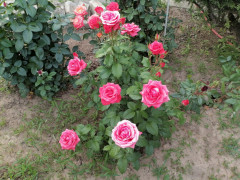 розы26 (12).jpg