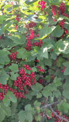 IMG_20260706_170423.jpg