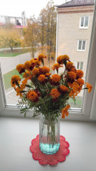 IMG_20261002_101108.jpg