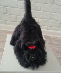 IMG_20220301_160302.jpg (124.59 КБ) 4980 просмотров И ещё один связан в онлайне "весенний Йорк"..