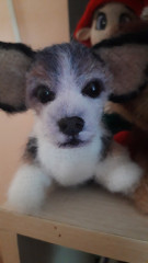 20220519_102444.jpg (93.85 КБ) 5734 просмотра #коржик риччи