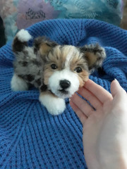 20220524_174523.jpg (208.39 КБ) 6043 просмотра #коржик Риччи