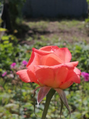 IMG-20200816-WA0041.jpg (137.39 КБ) 6615 просмотров Это вам)