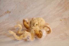 Осьминог.jpg (153.04 КБ) 6514 просмотров #осьминог остин