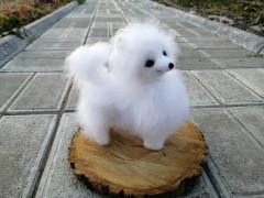 IMG_20221022_173813.jpg (218.43 КБ) 5296 просмотров #миниатюрный шпиц