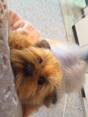 6616D07D-76D7-4812-849F-86730FB5EF13.jpeg (99.81 КБ) 6386 просмотров Моя собачка ,связаная в онлайне с Таней Коротких