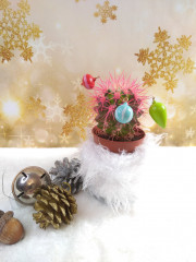 кактус.jpg (200.61 КБ) 4372 просмотра Кактус хочет быть ёлочкой