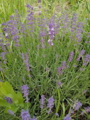 IMG_20230609_174757.jpg (386.59 КБ) 3530 просмотров Думала, это Чабрец)) это лаванда)))