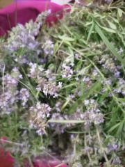 IMG_20230604_183713.jpg (194.86 КБ) 3530 просмотров Нашла)